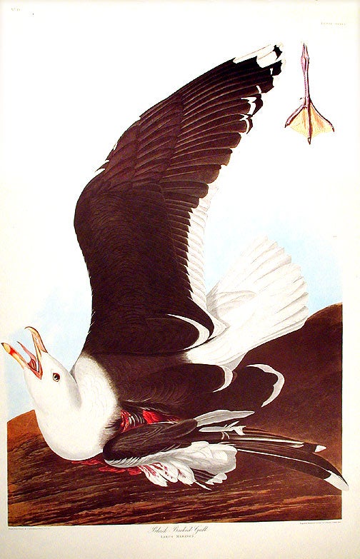 John James Audubon Amsterdam Ed.Black-Backed Gull Print Lithograph Engraving 1971 Germany Birds of America Collection