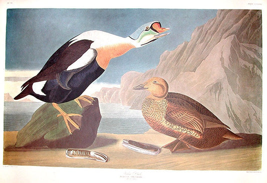 John James Audubon Amsterdam Ed. King Duck Print Lithograph Engraving 1971 Germany Birds of America Collection