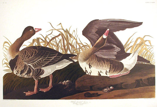 John James Audubon Amsterdam Ed.White Fronted Goose Print Lithograph Engraving 1972 Germany Birds of America Collection