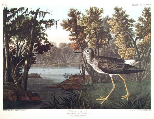 John James Audubon Amsterdam Ed.Yellow shank Print Lithograph Engraving 1972 Germany Birds of America Collection