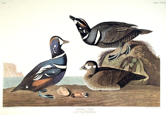 John James Audubon Leipzig Ed.Harlequin Duck Print Lithograph Engraving 1972 Germany Birds of America Collection