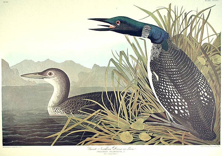 John James Audubon Amsterdam Ed. Great Northern Diver Print Lithograph Engraving 1972 Germany Birds of America Collection