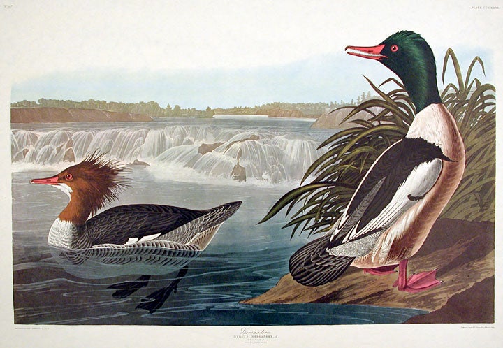 John James Audubon Amsterdam Ed.Goosander Print Lithograph Engraving 1972 Germany Birds of America Collection