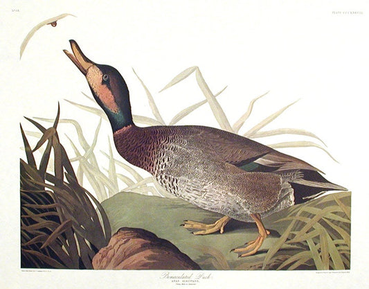 John James Audubon Amsterdam Ed.Bimaculated Duck Print Lithograph Engraving 1972 Germany Birds of America Collection