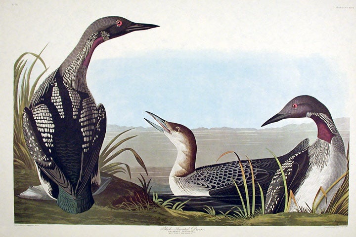 John James Audubon Amsterdam Ed. Black-Throated Diver Print Lithograph Engraving 1972 Germany Birds of America Collection