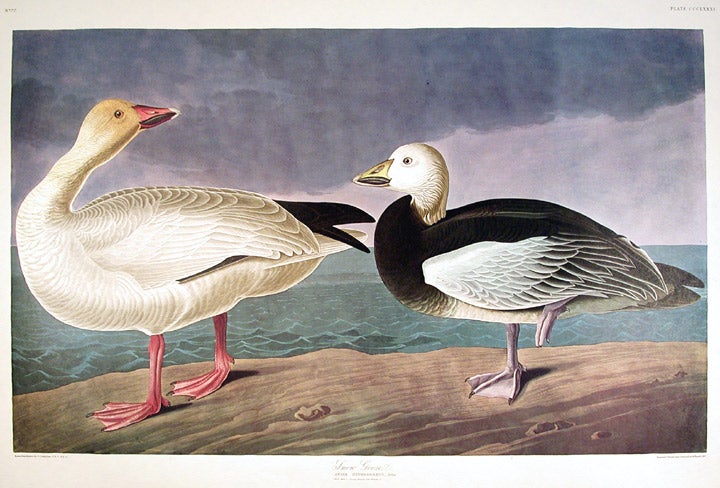 John James Audubon Amsterdam Ed.Snowy Geese Print Lithograph Engraving 1972 Germany Birds of America Collection