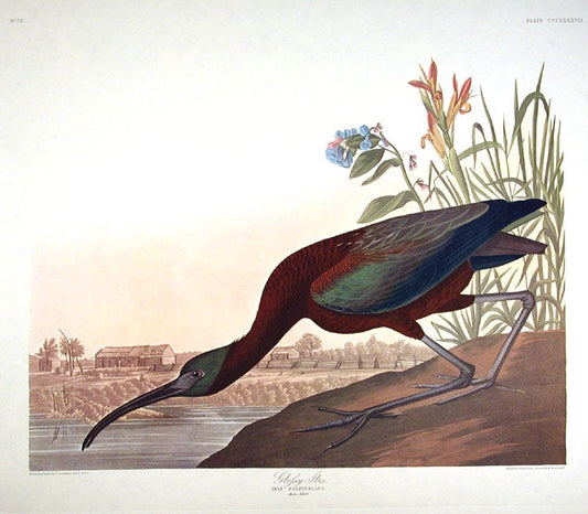 John James Audubon.Glossy Ibis Print Lithograph Engraving 1972 Germany Birds of America Collection