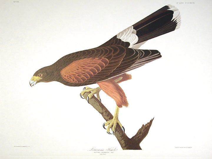 John James Audubon Amsterdam Ed. Louisana Hawk Print Lithograph Engraving 1972 Germany Birds of America Collection