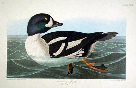 John James Audubon Amsterdam Ed.Golden-eye Duck Print Lithograph Engraving 1972 Germany Birds of America Collection