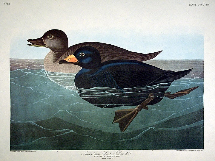 John James Audubon Amsterdam Ed.American Scoter Duck Print Lithograph Engraving 1972 Germany Birds of America Collection