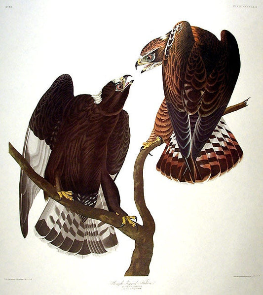 John James Audubon Amsterdam Ed.Rough-legged Falcon Print Lithograph Engraving 1972 Germany Birds of America Collection