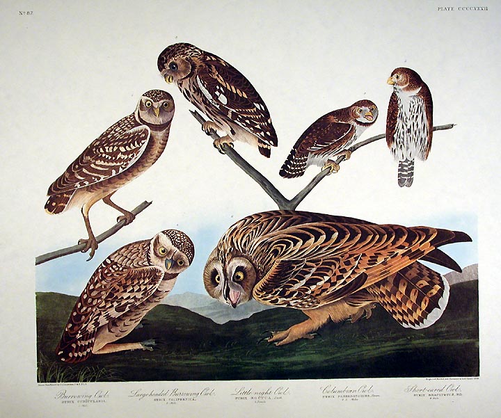 John James Audubon Amsterdam Ed.Burrowing Owls Print Lithograph Engraving 1972 Germany Birds of America Collection