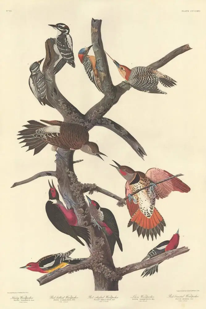 John James Audubon Amsterdam Ed. Ten woodpeckers Print Lithograph Engraving 1972 Germany Birds of America Collection