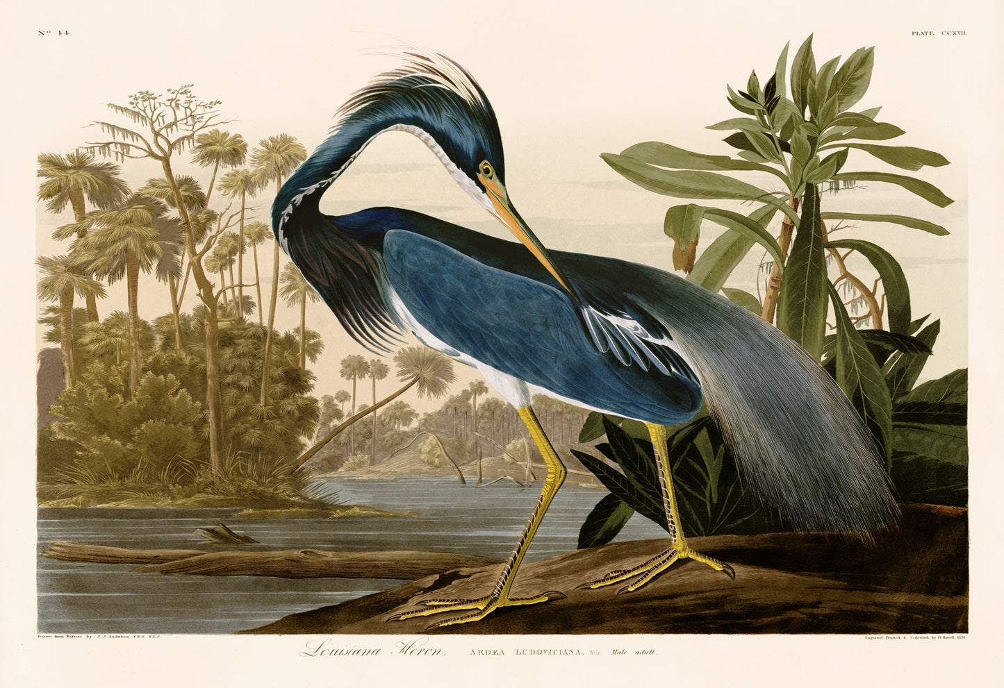 John James Audubon Leipzig Ed. Louisiana Heron Print Lithograph Engraving 1973 Germany Birds of America Collection