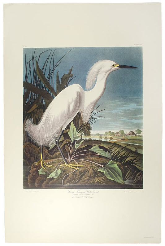 John James Audubon Leipzig Ed. Canvas backed Duck Print Lithograph Engraving 1973 Germany Birds of America Collection