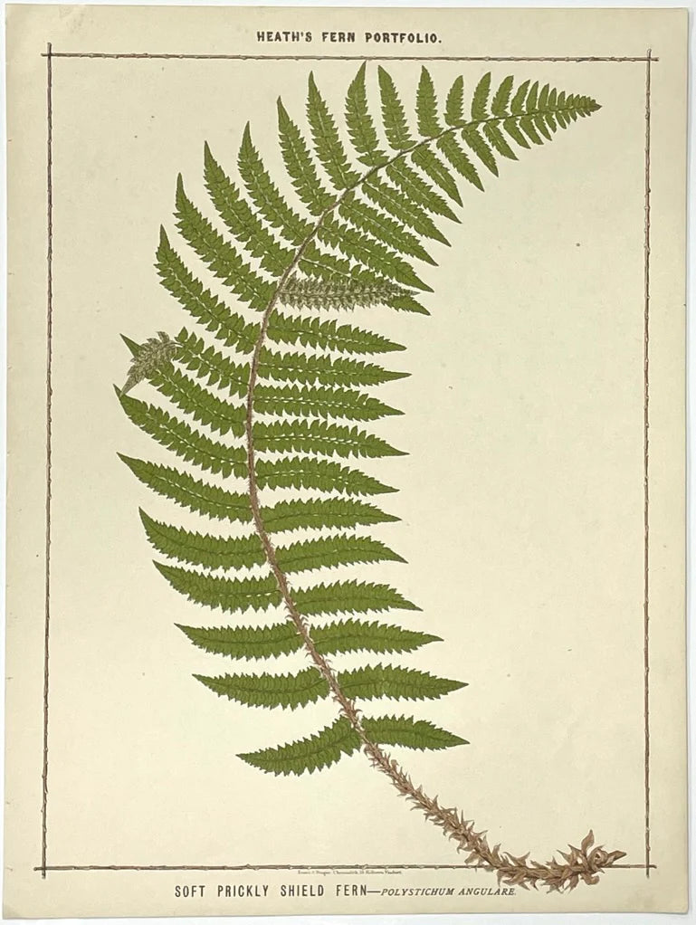 Heath’s Fern Portfolio Original Chromolithograph