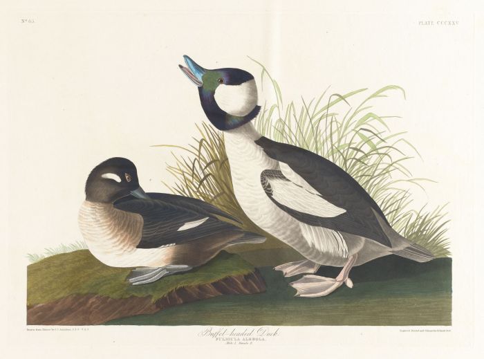 John James Audubon.Buffet-headed Duck Print Lithograph Engraving 1972 Germany Birds of America Collection