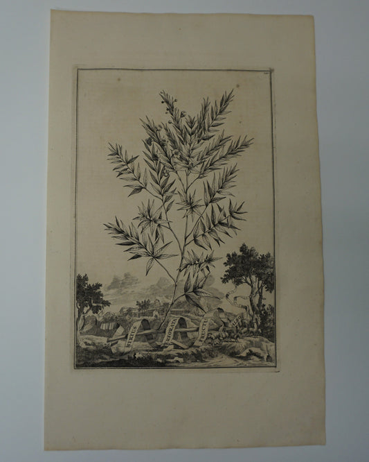 Etching Engraving of Myrtus Perforata Fructu Albo, Abraham Munting, 1696