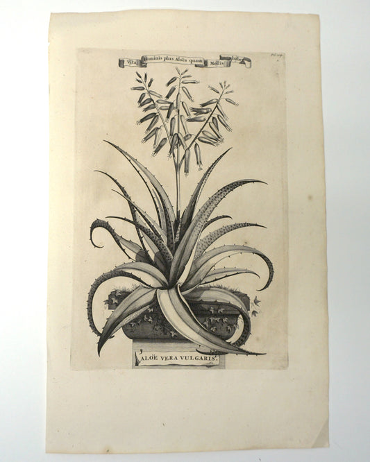 Etching Engraving of Aloe Vera Vulgaris, Abraham Munting, 1696