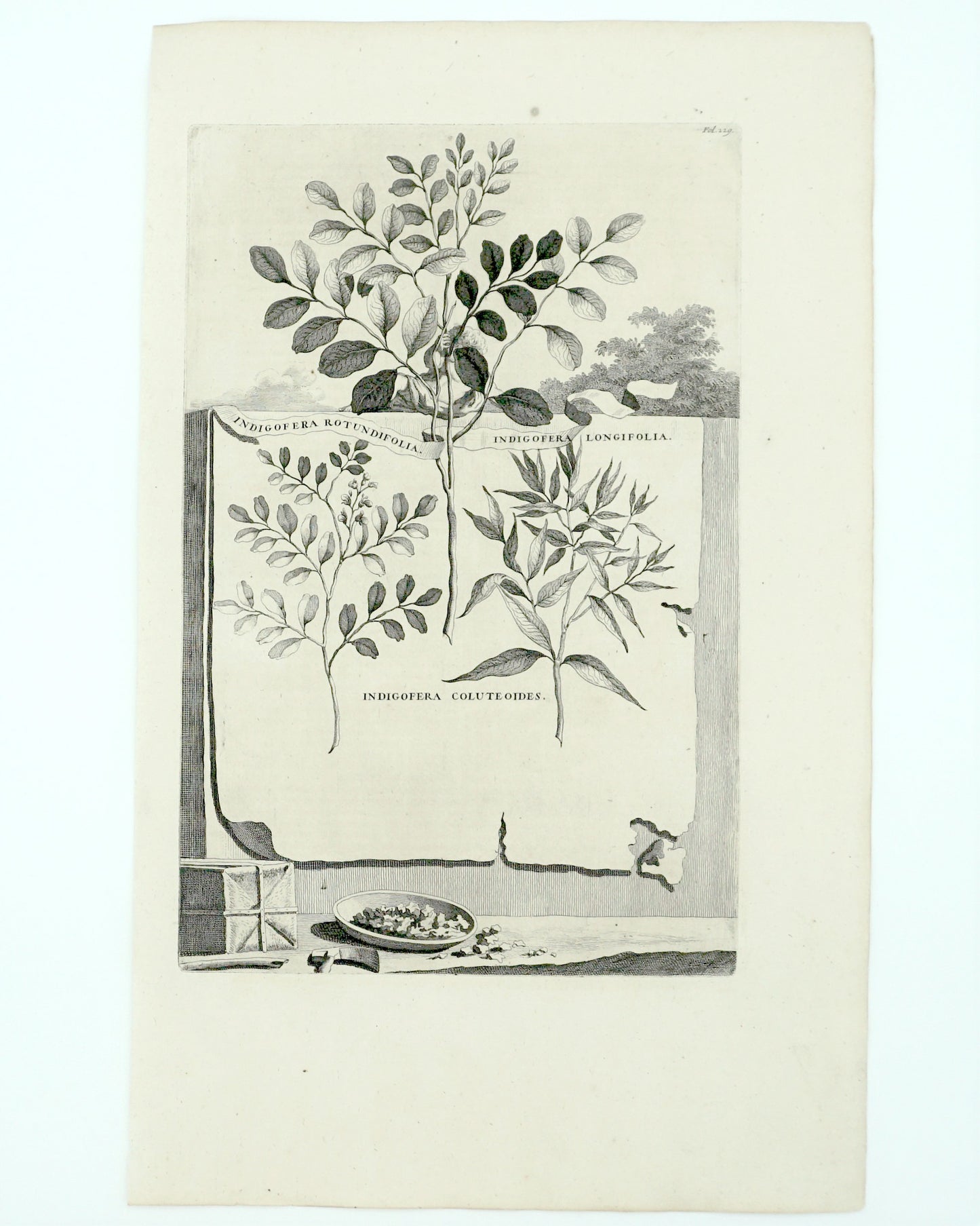 Botanical Etching Engraving, Abraham Munting, 1696