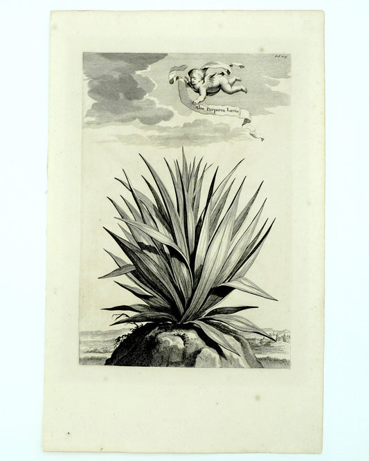 Aloe Purpurea Laevis, Abraham Munting, 1696