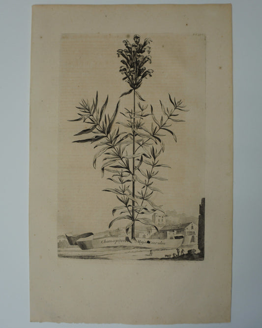 Etching Engraving of Chamcepitys Major Coerulea, Abraham Munting, 1696