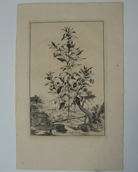 Etching Engraving of Myrtus Buxifolia, Abraham Munting, 1696