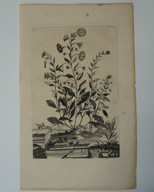 Etching Engraving of Convolvulus Hispanicvs, Abraham Munting, 1696