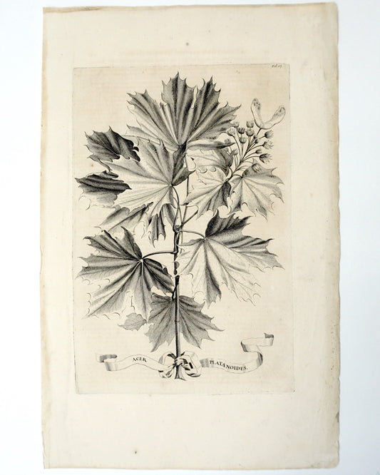 Etching Engraving of Acer Platanoides, Abraham Munting, 1696