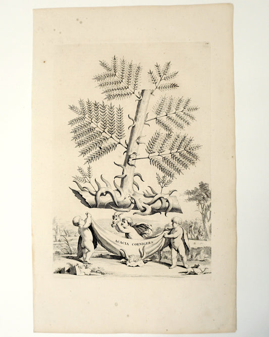 Etching Engraving of Acacia Cornigera, Abraham Munting, 1696