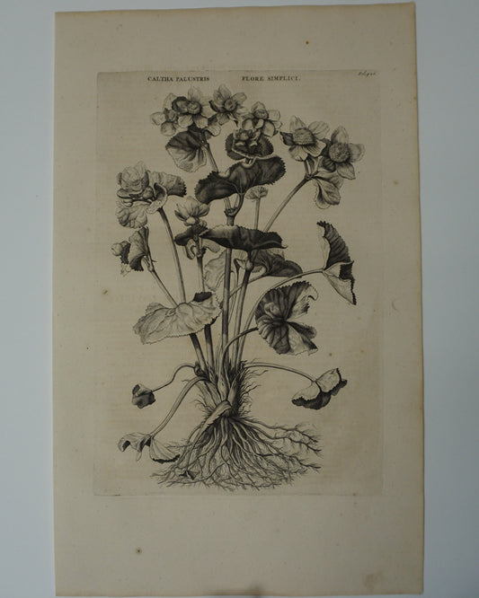 Etching Engraving of Caltha Palustris and Flore Simplici, Abraham Munting, 1696