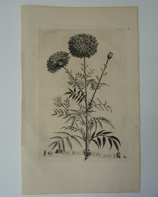 Etching Engraving of Flos Africanus and Flore Pleno Fiftulofo, Abraham Munting, 1696