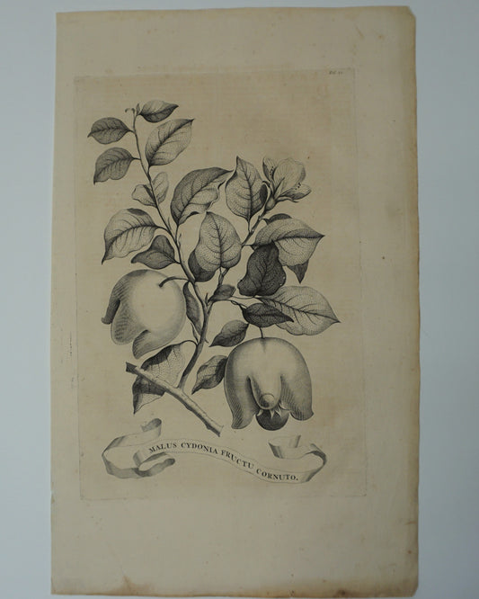 Etching Engraving of Malus Cydonia Eructu Cornuto, Abraham Munting, 1696