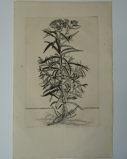 Etching Engraving of Gnaphalium Americanum Angustifolium, Abraham Munting, 1696