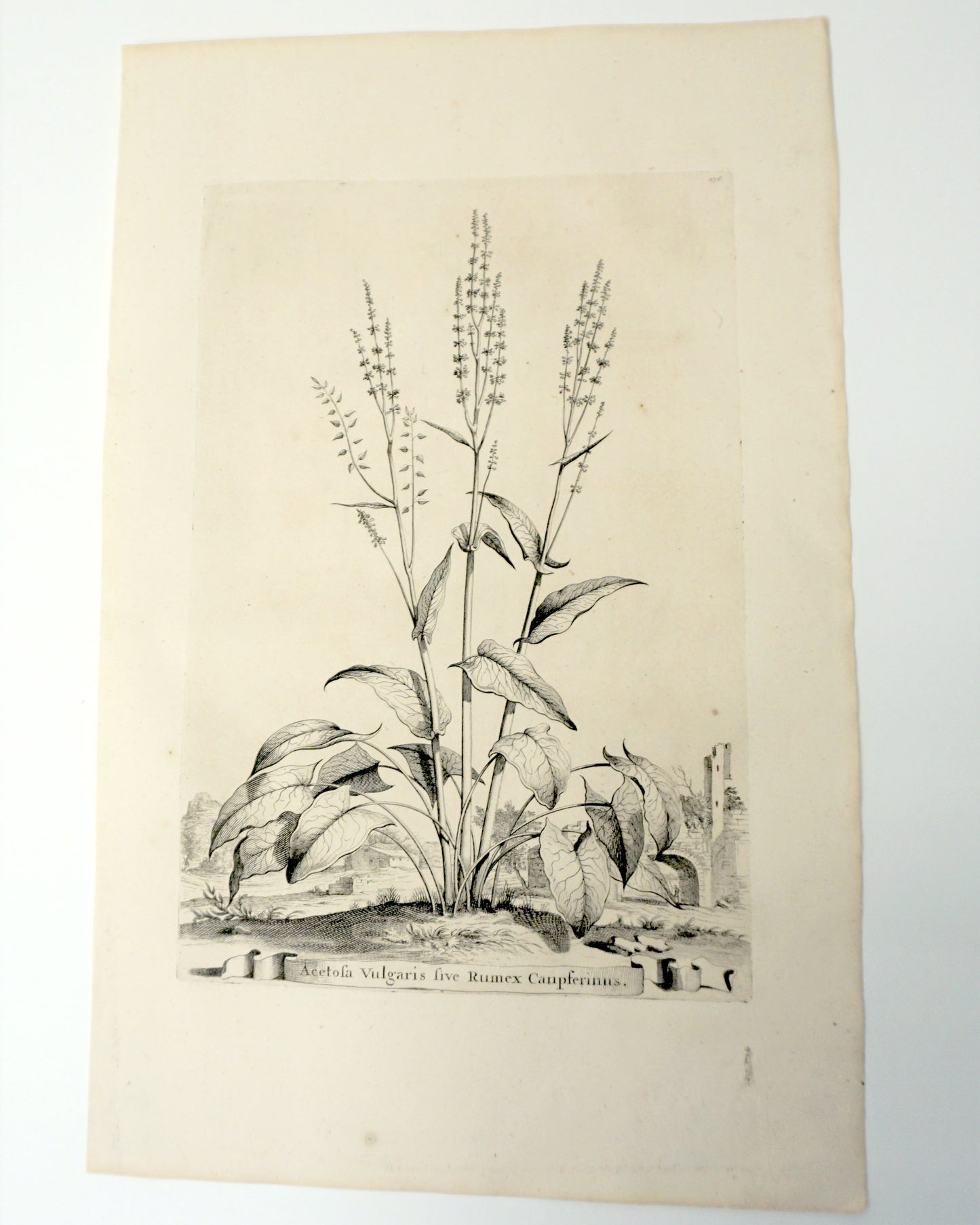 Etching Engraving of Acetofa Vulgaris five Rumex Canpferinus, Abraham Munting, 1696