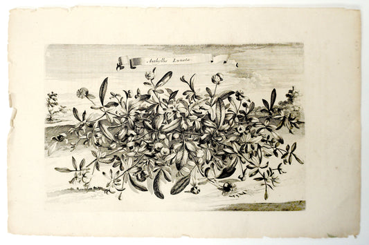 Etching Engraving of Anthyllis Lunata, Abraham Munting, 1696