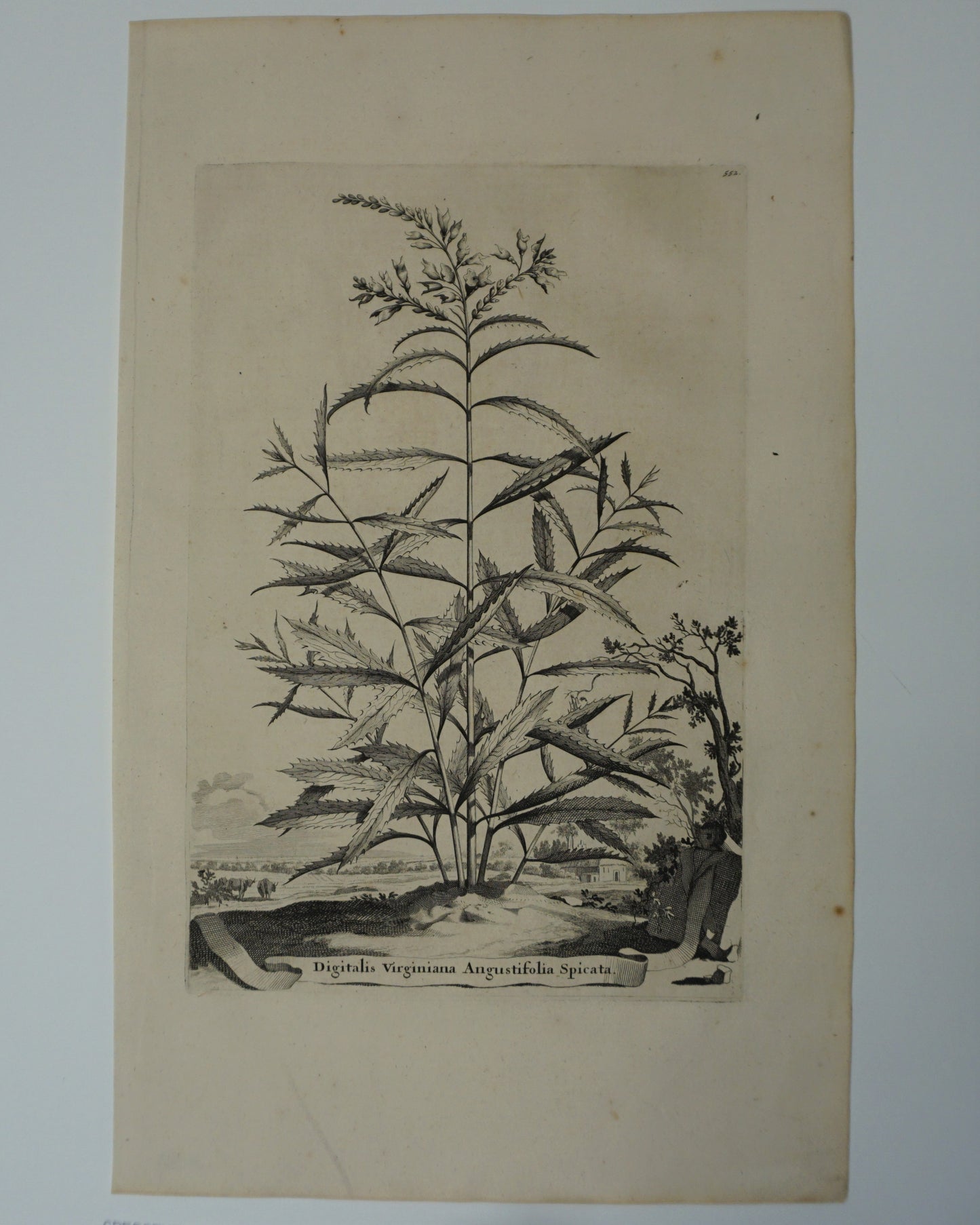 Etching Engraving of Digitalis Virginiana Angustifolia Spicata, Abraham Munting, 1696