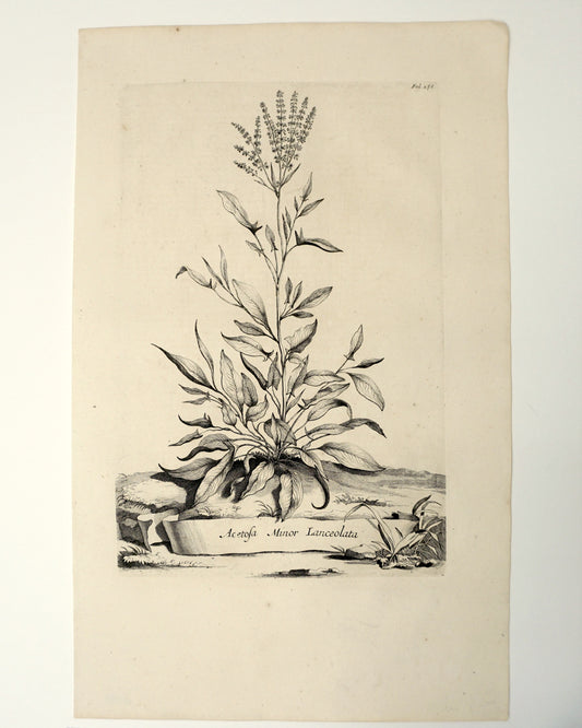 Etching Engraving of Acetofa Minor Lanceolata, Abraham Munting, 1696