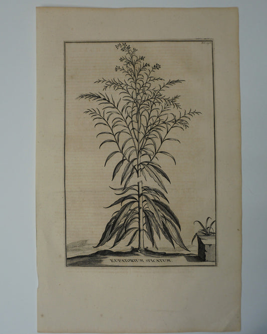 Etching Engraving of Eupatorium Spicatum, Abraham Munting, 1696