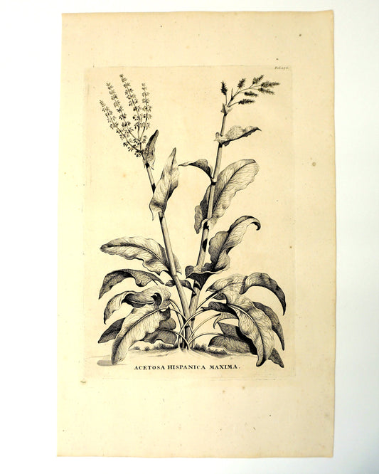 Etching Engraving of Acetosa Hispanica Maxima, Abraham Munting, 1696