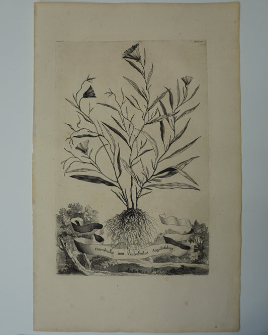 Etching Engraving of Convolvulus non Convolvulus Anguftifolius, Abraham Munting, 1696