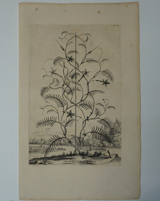 Etching Engraving of Convolvulus Indicus Pennatus, Abraham Munting, 1696