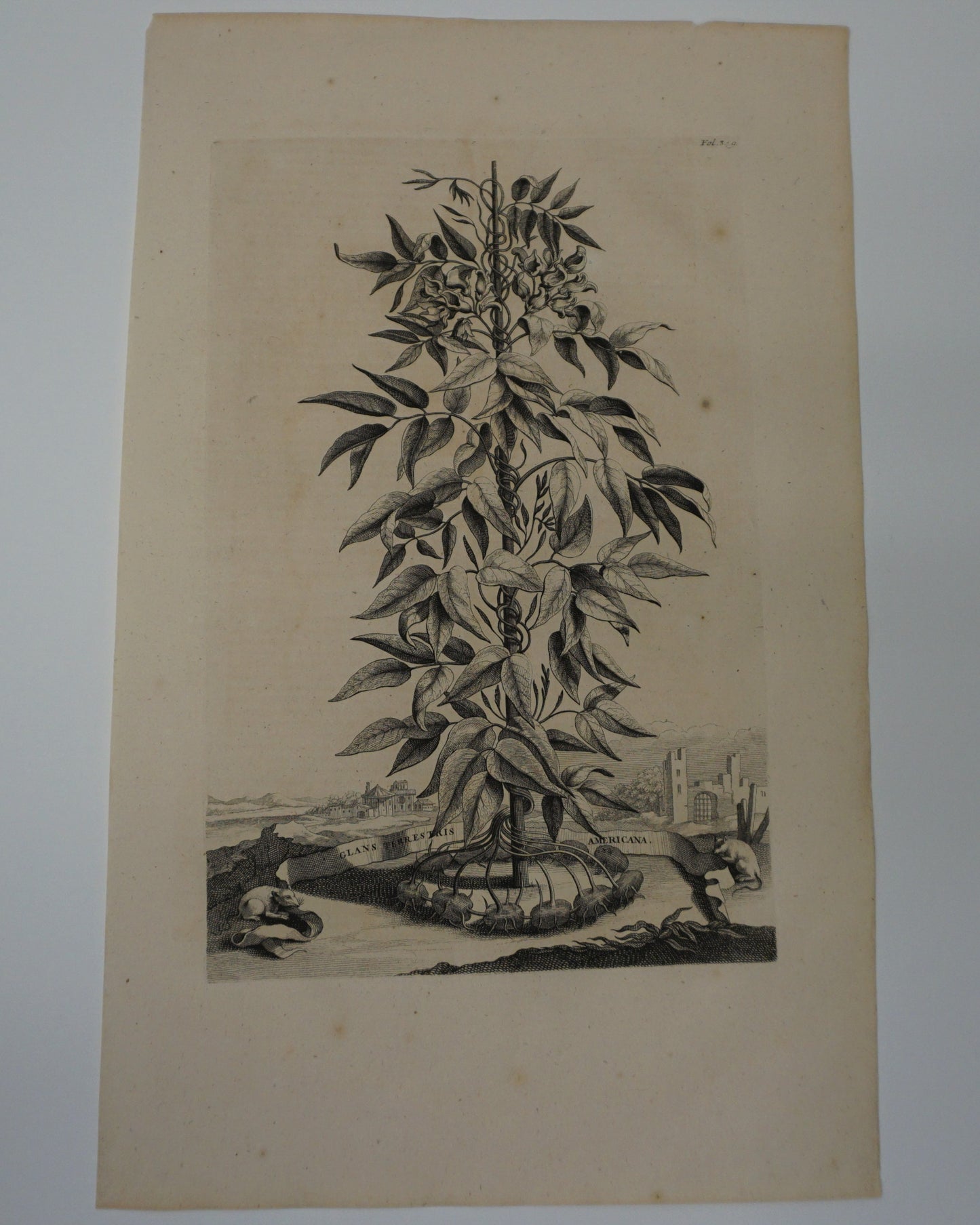 Etching Engraving of Glans Terrestris Americana, Abraham Munting, 1696