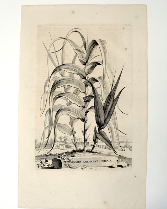 Etching Engraving of Arvndo Americana Striata, Abraham Munting, 1696