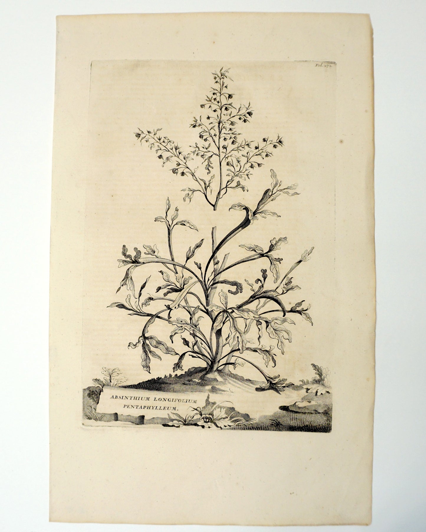 Etching Engraving of Absinthium Longifolium Pentaphylleum, Abraham Munting, 1696