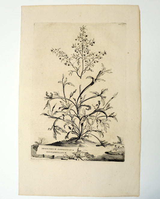 Etching Engraving of Absinthium Longifolium Pentaphylleum, Abraham Munting, 1696