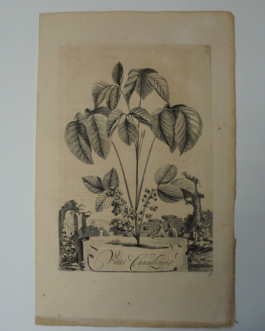 Etching Engraving of Vitis Canadensis, Abraham Munting, 1696