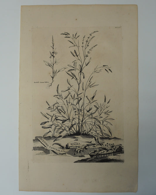 Etching Engraving of ﻿﻿Acetosa Lanceolata Minima, Abraham Munting, 1696