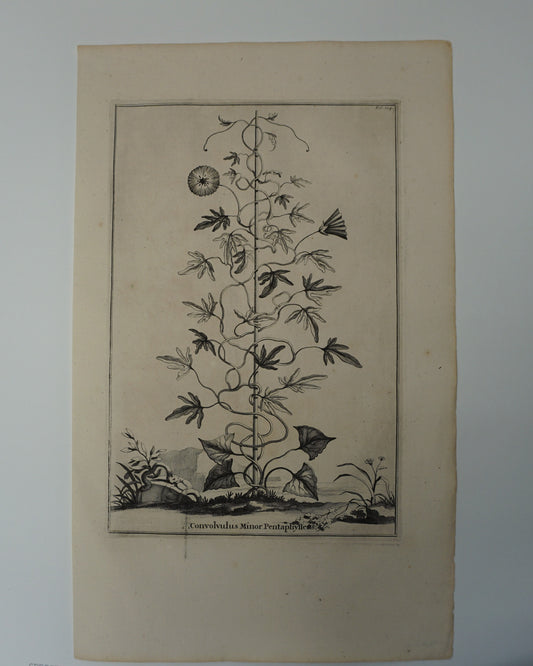 Etching Engraving of Convolvulus Minor Pentaphyllens, Abraham Munting, 1696