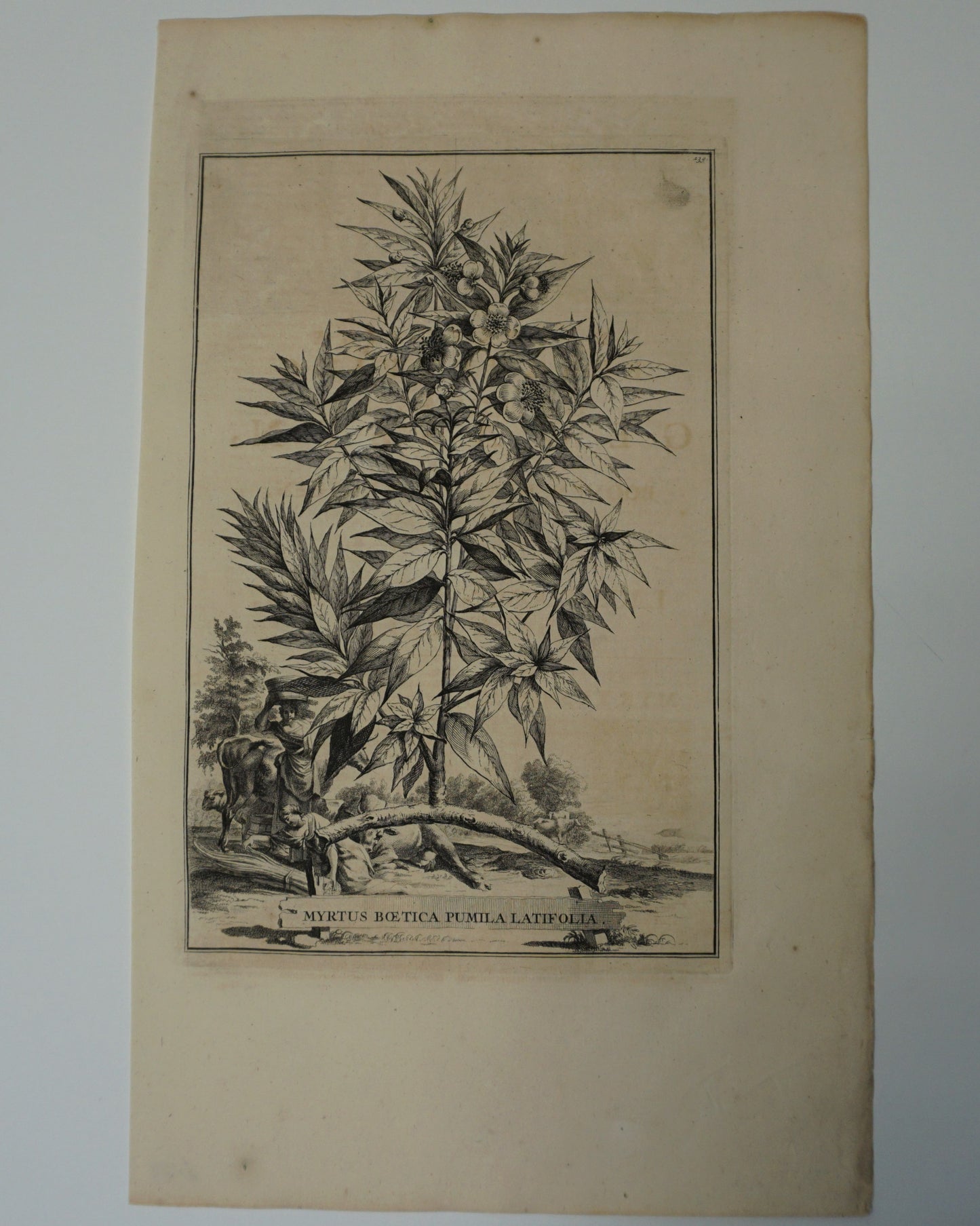 Etching Engraving of Myrtus Boetica Pumila Latifolia, Abraham Munting, 1696